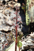 Listera australis