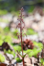 Listera australis forma trifolia