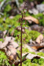 Listera australis