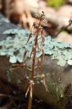 Southern Twayblade