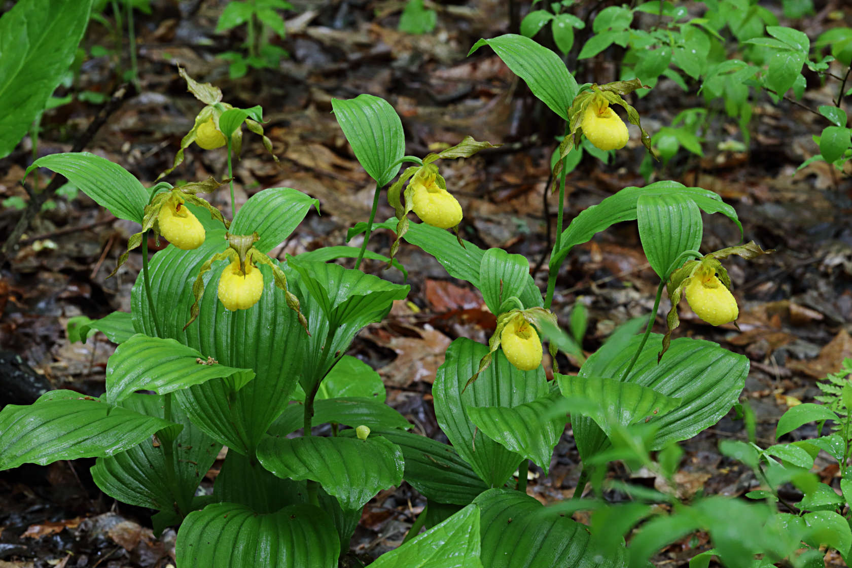 Large Yellow Lady's Slipper