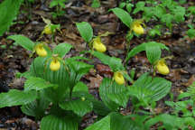 Cypripedium parviflorum var. pubescens