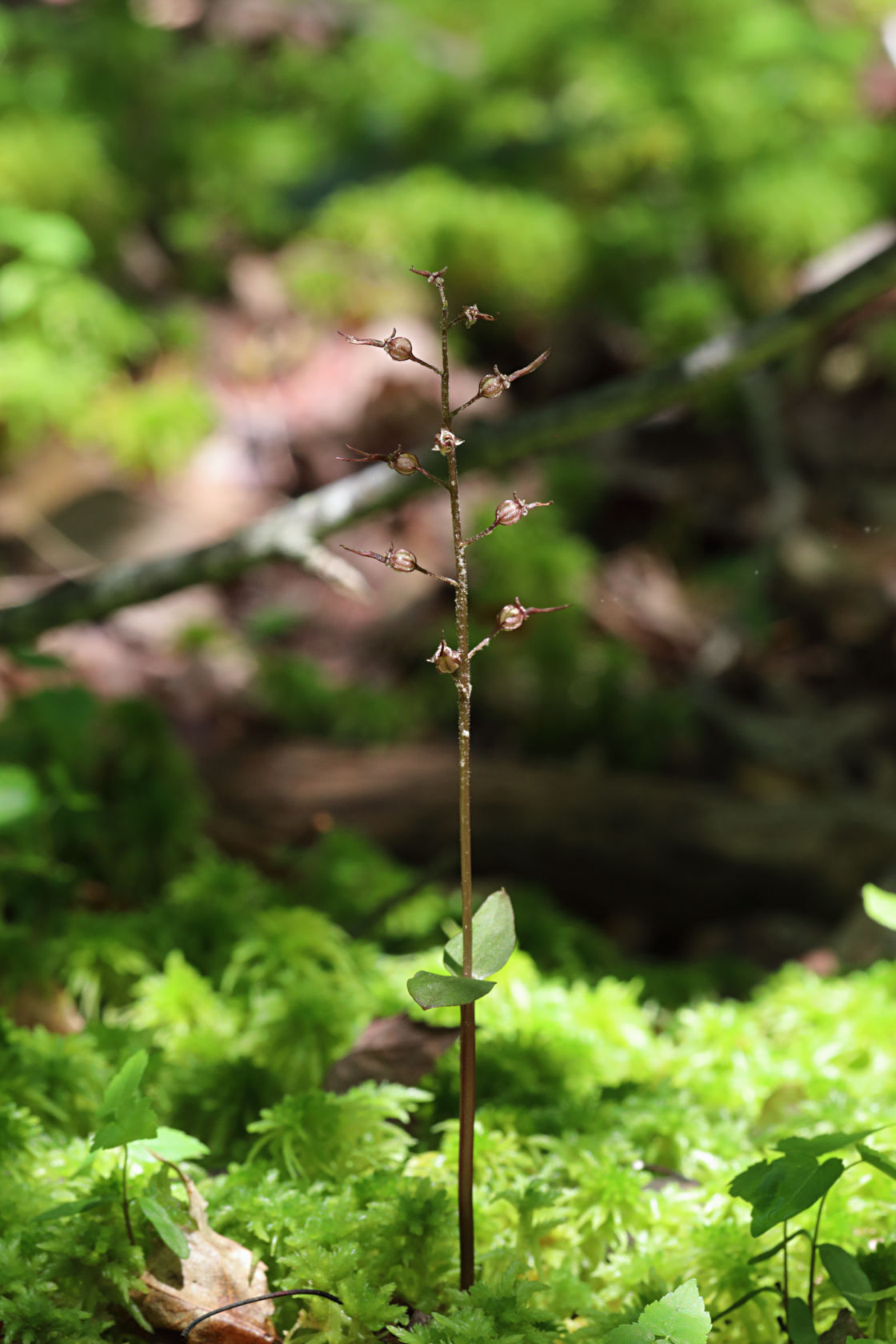 Southern Twayblade