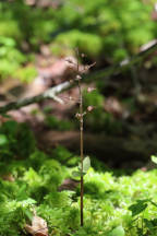 Listera australis