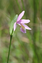 Pogonia ophioglossoides