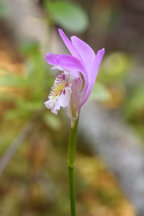 Arethusa bulbosa