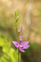 Calopogon tuberosus