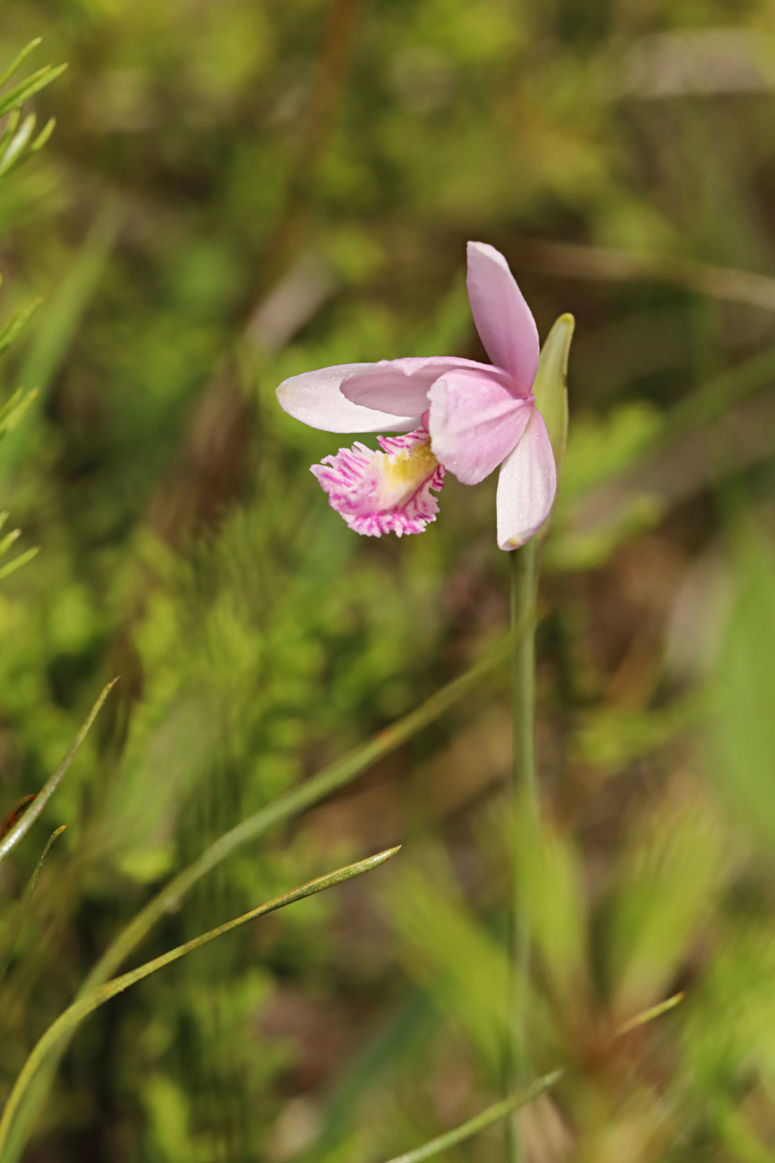 Rose Pogonia