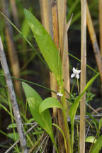 Viola lanceolata