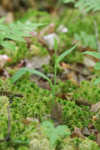 Platanthera cristata