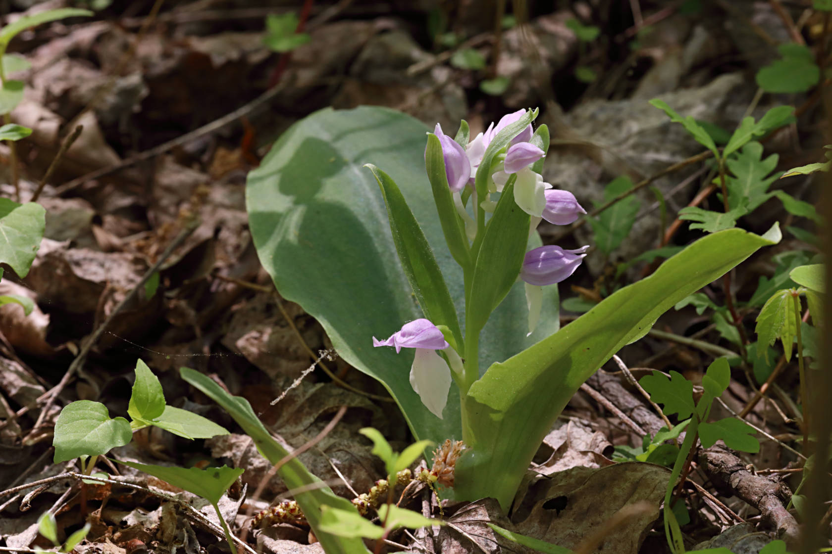 Showy Orchid