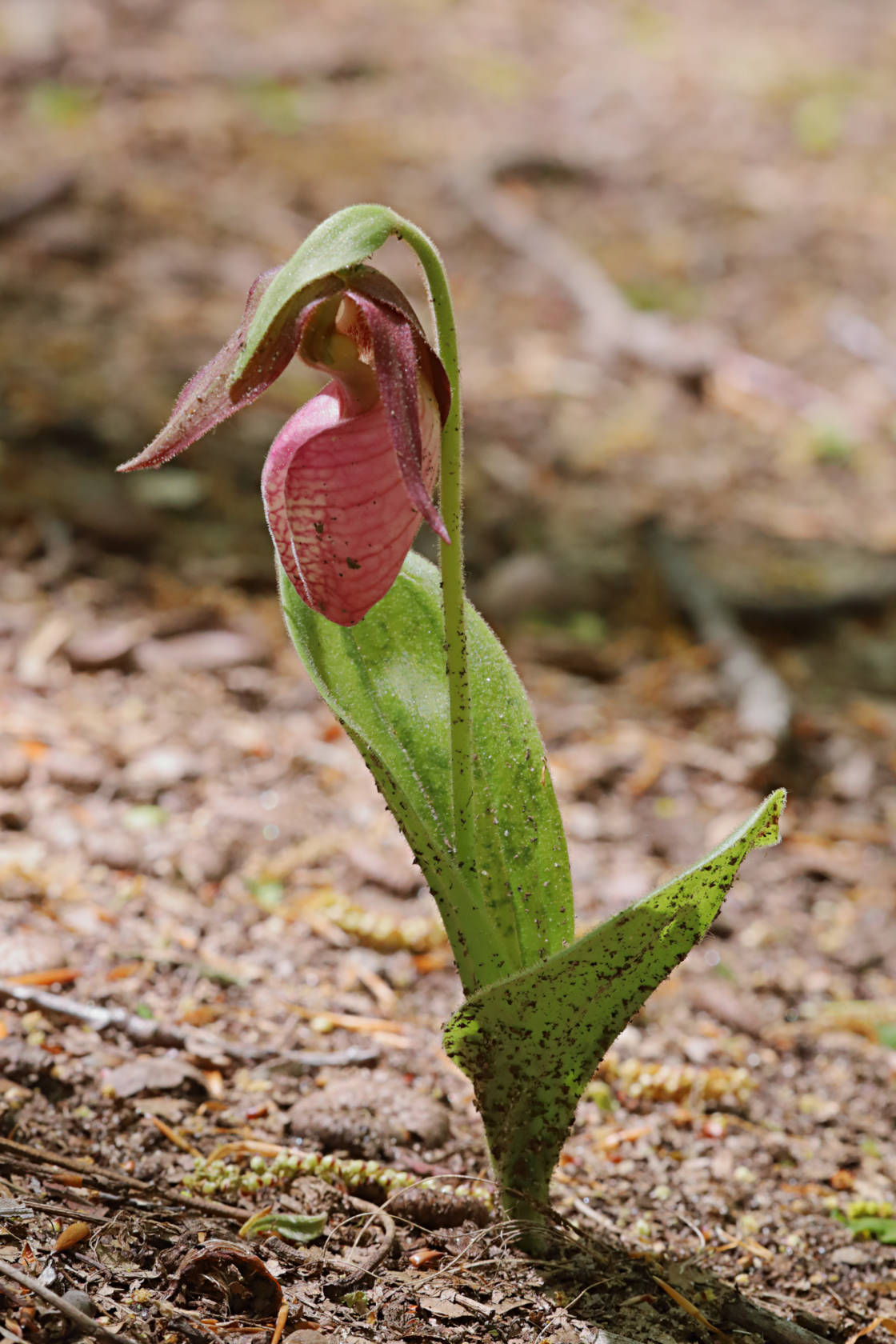 Pink Lady's Slipper