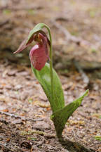 Pink Lady's Slipper