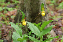 Cypripedium parviflorum var. pubescens