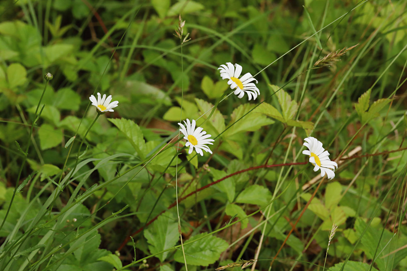 Ox-Eye Daisy