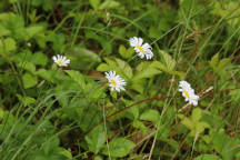 Leucanthemum vulgare