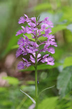 Platanthera grandiflora