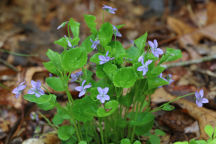 Viola conspersa