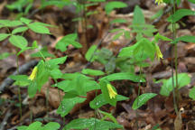 Uvularia perfoliata