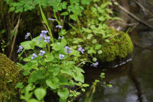 Marsh Blue Violet