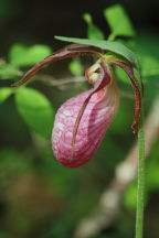 Cypripedium acaule