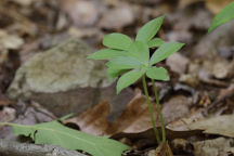 Isotria medeoloides