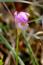 Arethusa bulbosa