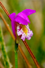 Arethusa bulbosa