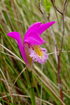 Arethusa bulbosa