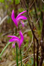 Arethusa bulbosa