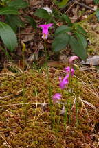 Arethusa bulbosa