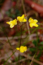 Utricularia subulata