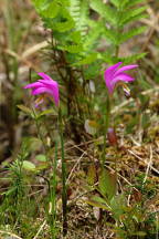 Arethusa bulbosa