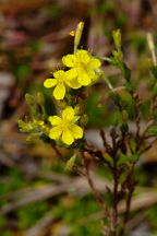 Golden Heather