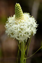 Xerophyllum asphodeloides