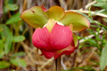 Purple Pitcher Plant