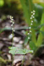 Mitella diphylla