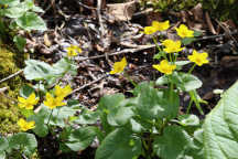 Marsh Marigold