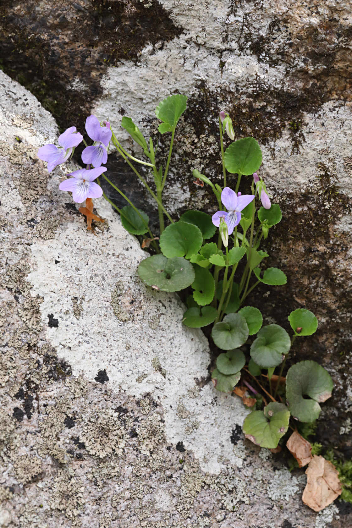 American Dog Violet