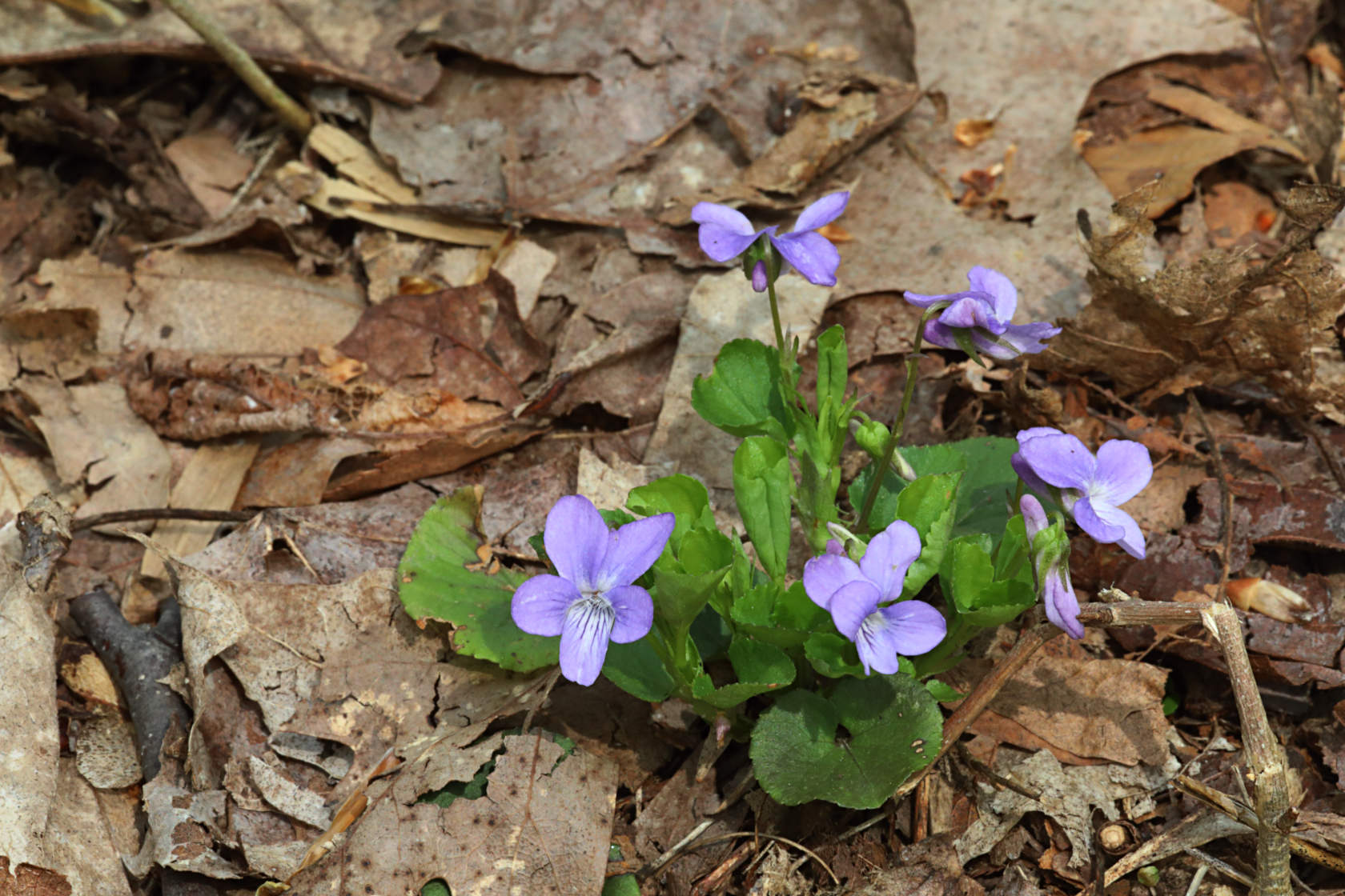 American Dog Violet