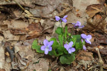 Viola conspersa