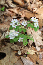 Thalictrum thalictoides