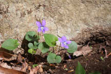 Viola sororia