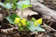 Viola pubescens var. scabriuscula