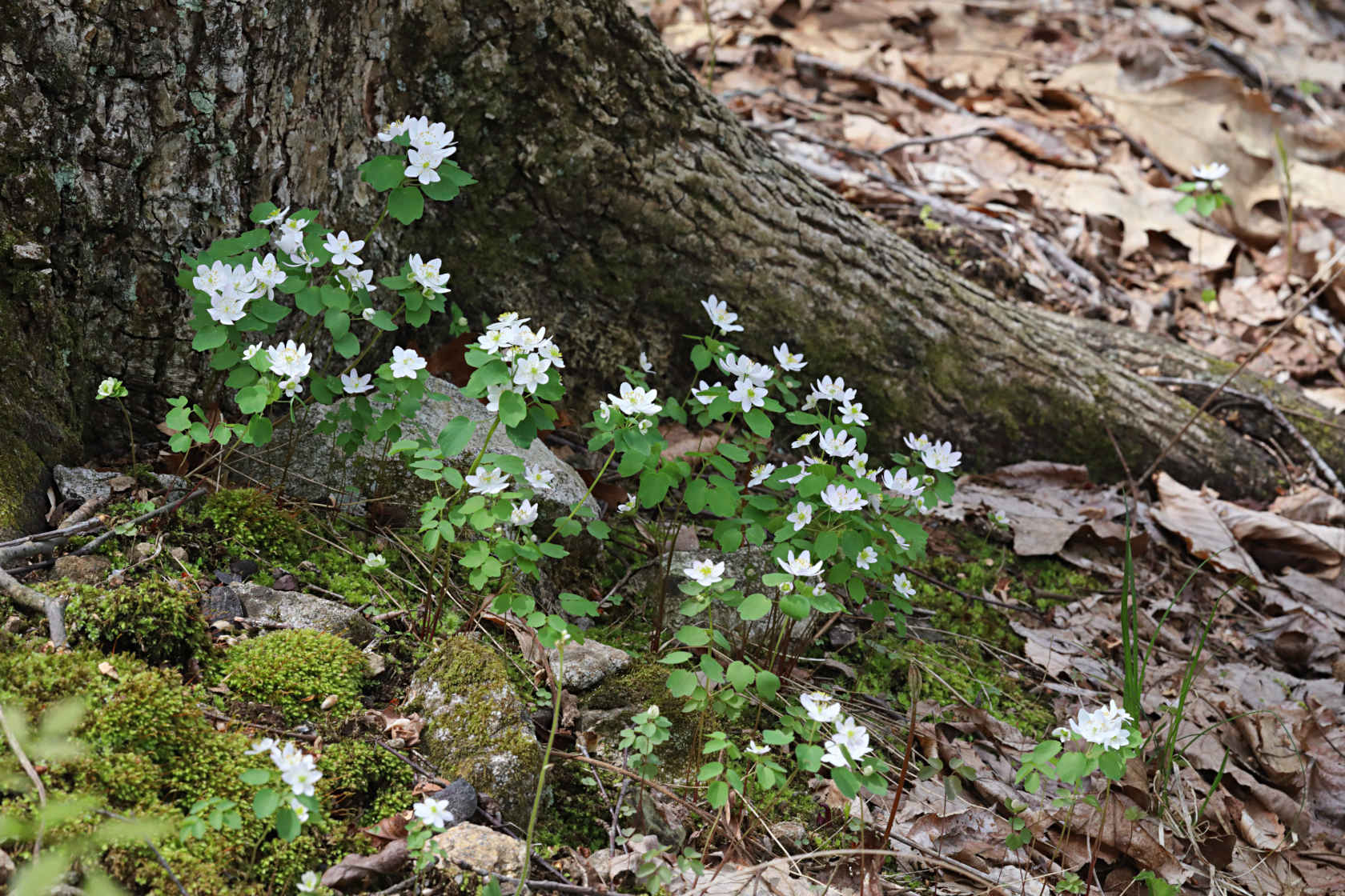 Rue Anemone