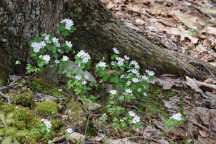 Thalictrum thalictoides