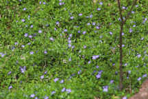 Vinca minor