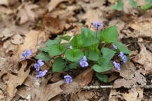 Common Blue Violet