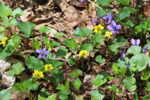 Common Blue Violet and Smooth Yellow Violet