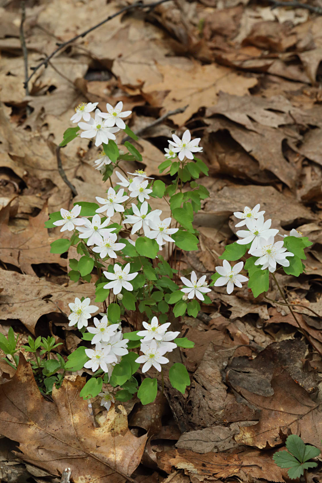 Rue Anemone